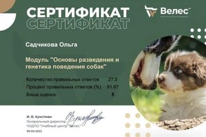 Диплом / сертификат №2 — Садчикова Ольга Юрьевна