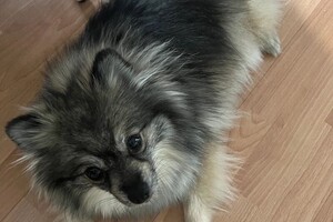 Мастик в гостях — Желудкова Наталья Владимировна