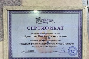 Диплом / сертификат №4 — Щипатова Елизавета Антоновна