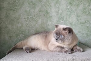 Беспалова Ярослава Игоревна — Портфолио №14