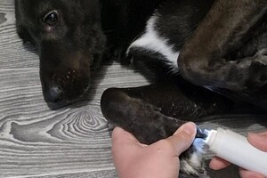 Беспалова Ярослава Игоревна — Портфолио №15