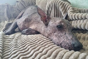 Беспалова Ярослава Игоревна — Портфолио №24