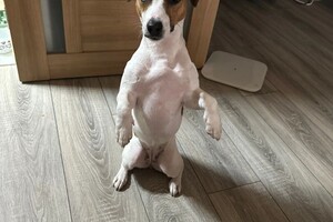 Коимчиди Анна Вадимовна — Портфолио №10