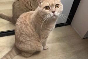 Коимчиди Анна Вадимовна — Портфолио №11