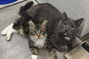 Коимчиди Анна Вадимовна — Портфолио №2