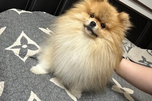 Коимчиди Анна Вадимовна — Портфолио №3