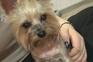 Коимчиди Анна Вадимовна — Портфолио №4