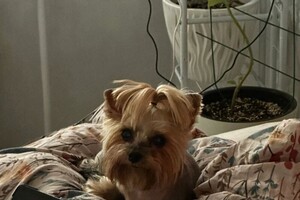 Коимчиди Анна Вадимовна — Портфолио №6