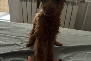 Коимчиди Анна Вадимовна — Портфолио №8