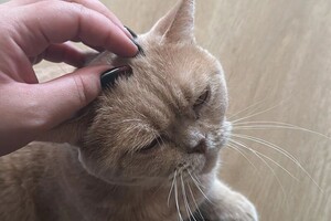 Коимчиди Анна Вадимовна — Портфолио №9