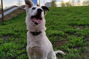 Краснопир Андрей Валентинович — Портфолио №1