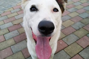 Краснопир Андрей Валентинович — Портфолио №2