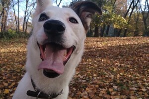 Краснопир Андрей Валентинович — Портфолио №3