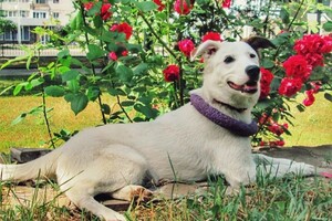 Краснопир Андрей Валентинович — Портфолио №4