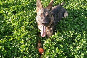 Краснопир Андрей Валентинович — Портфолио №5