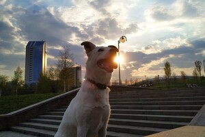 Краснопир Андрей Валентинович — Портфолио №6