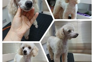 Максимова Виктория Олеговна — Портфолио №1