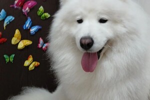 Максимова Виктория Олеговна — Портфолио №2