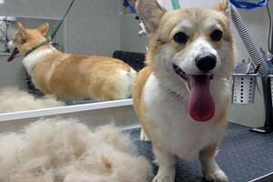 Максимова Виктория Олеговна — Полный комплекс Корги — Портфолио №4