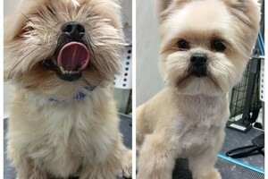 Максимова Виктория Олеговна — Полный комплекс метис — Портфолио №5