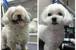 Максимова Виктория Олеговна — Полный комплекс Мальтезе — Портфолио №6