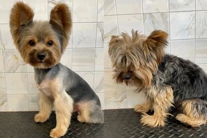 Мосенко Анита Валерьевна — Портфолио №71