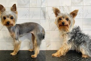 Мосенко Анита Валерьевна — Портфолио №72