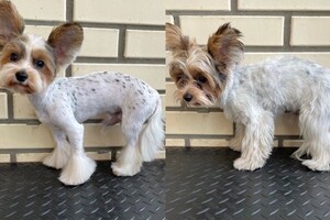 Мосенко Анита Валерьевна — Портфолио №74