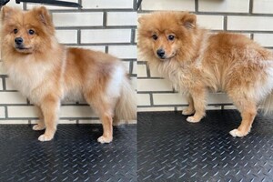 Мосенко Анита Валерьевна — Портфолио №76