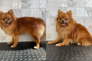 Мосенко Анита Валерьевна — Портфолио №78