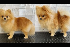 Мосенко Анита Валерьевна — Портфолио №79