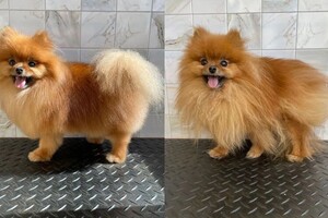 Мосенко Анита Валерьевна — Портфолио №80