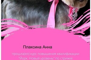 Диплом / сертификат №5 — Плаксина Анна Дмитриевна