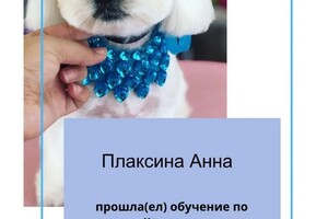 Диплом / сертификат №6 — Плаксина Анна Дмитриевна