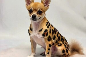 Рощинина Алина Алексеевна — +300р стразы на ушки; +300р выстригание мелких узоров на шерсти; +500р выстригание средних узоров на шерсти; +1000р... — Портфолио №28