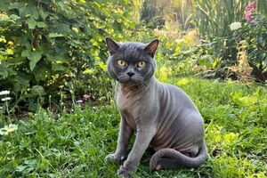 Рощинина Алина Алексеевна — В стоимость любого комплекса входит:; стрижка коготочков (спокойным шлифовка в подарок ?); гигиенка ушек и глазок;... — Портфолио №29