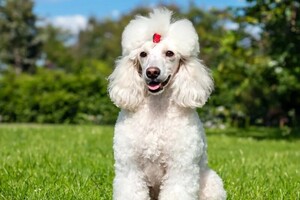 Рощинина Алина Алексеевна — Прайс мастера:; лайт-уход 3-5кг: 1620-1900; комплексный уход 3-5кг: 1700-1980р; Прайс ТОП-Мастера 3-5кг:; лайт-уход... — Портфолио №31