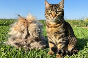 Рощинина Алина Алексеевна — В стоимость любого комплекса входит:; стрижка когтей (спокойным шлифовка в подарок); гигиенка ушек и глазок; На первое... — Портфолио №32