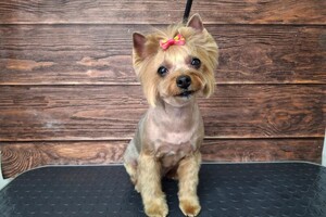 Рощинина Алина Алексеевна — Портфолио №33