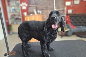 Рощинина Алина Алексеевна — Прайс мастера:; стрижка под призывника 13-15кг: 1820-2100р; стрижка по породе 13-15кг: 2100-2380р; Прайс ТОП-Мастера:;... — Портфолио №34