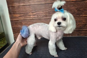 Рощинина Алина Алексеевна — Прайс мастера:; лайт-уход 3-4кг: 1620-1860р; комплексный уход 3-4кг: 1700-1940р; Прайс ТОП-Мастера:; лайт-уход 3-4кг:... — Портфолио №35