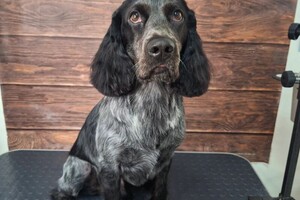 Рощинина Алина Алексеевна — Прайс мастера:; стрижка под призывника 13-15кг: 1820-2100р; стрижка по породе 13-15кг: 2100-2380р; Прайс ТОП-Мастера:;... — Портфолио №36