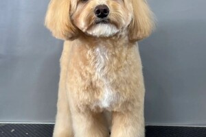 Седьмова Арина Геннадьевна — Портфолио №2