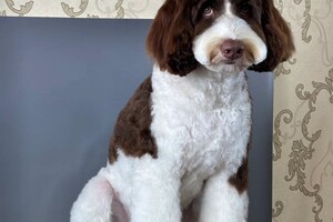 Седьмова Арина Геннадьевна — Портфолио №3