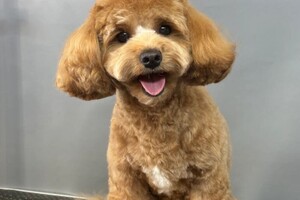 Седьмова Арина Геннадьевна — Портфолио №4