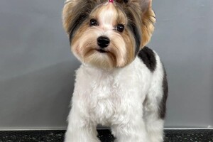 Седьмова Арина Геннадьевна — Портфолио №5