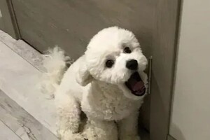 Шорин Никита Сергеевич — Щенок Бишон — Портфолио №26