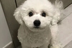 Шорин Никита Сергеевич — Щенок Бишон — Портфолио №27