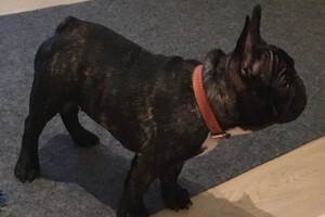 Шорин Никита Сергеевич — Французский бульдог, 3 месяца — Портфолио №28