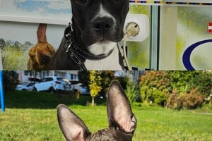 Соколовская Елизавета Михайловна — Портфолио №10